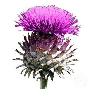 Meet your Posher, Bev